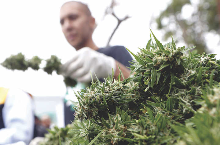 La mayor plantación legal de marihuanaen América Latina