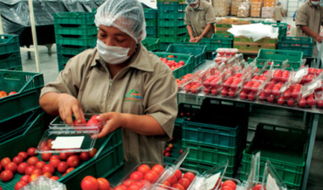 MAS TOMATES, BERRIES Y AGUACATES| México logra superávit en sector agroalimentario con Canadá
