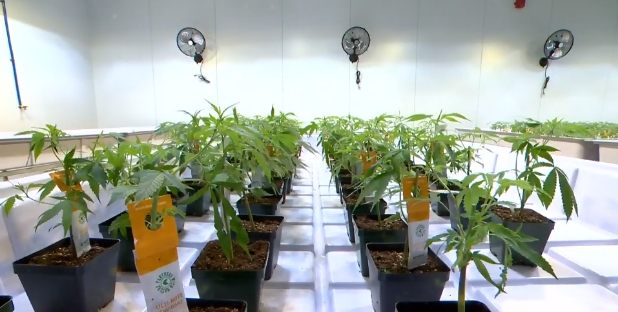 ALBERTA| Aurora Cannabis sin acuerdo con Coca-Cola para producir bebidas