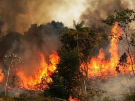 Arde el pulmón del planeta y una mariposa aletea cerca nuestro