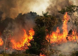 Arde el pulmón del planeta y una mariposa aletea cerca nuestro