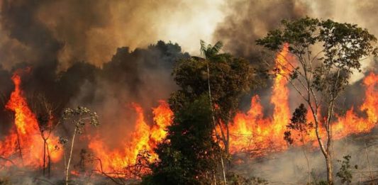 Arde el pulmón del planeta y una mariposa aletea cerca nuestro