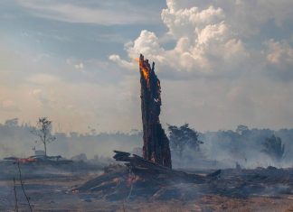 Cinco formas en las que transformando el ambiente creamos una pandemia