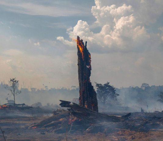 Cinco formas en las que transformando el ambiente creamos una pandemia