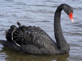 Coronavirus is significant, but is it a true black swan event?