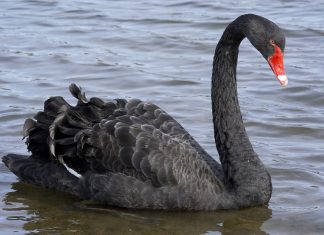 Coronavirus is significant, but is it a true black swan event?