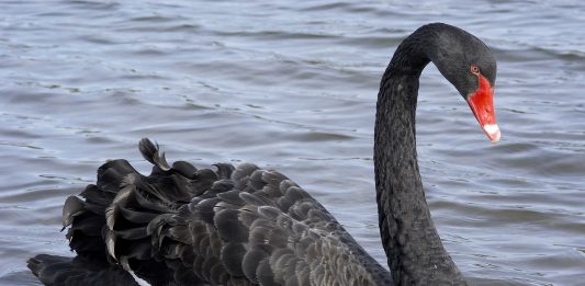 Coronavirus is significant, but is it a true black swan event?