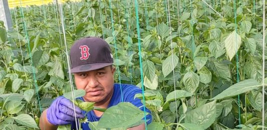 ¿Qué valor tienen en política las expresiones de deseo?