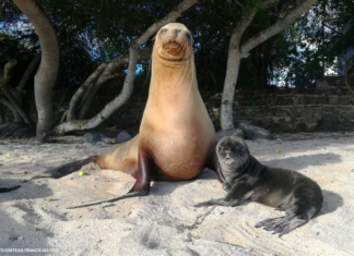 CHC pide a gobierno de Canadá acciones para proteger las Islas Galápagos