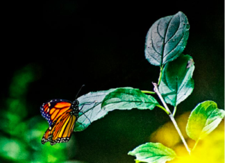 Alejandra Alcaraz, contadora de historias a través de una lente