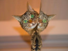 Es culpa de Schrödinger