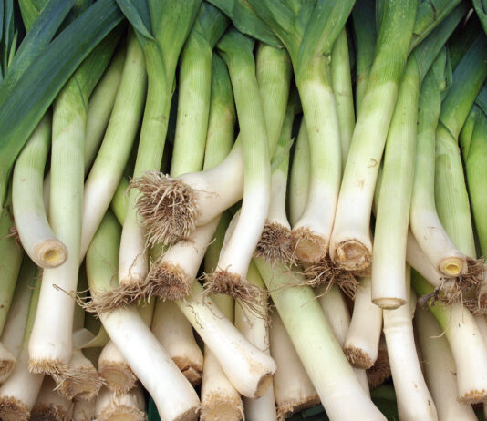 Los dos tallos de cebollín