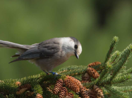City of Toronto receives Bird-Friendly City certification from Nature Canada