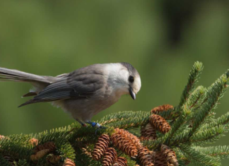 City of Toronto receives Bird-Friendly City certification from Nature Canada