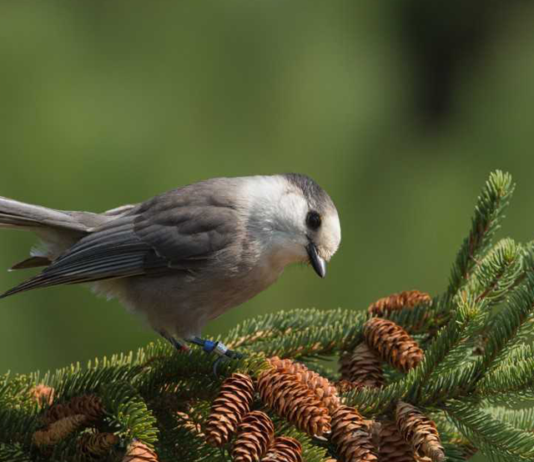City of Toronto receives Bird-Friendly City certification from Nature Canada