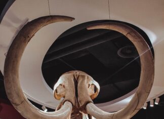 La vida de un mamut reconstruida a partir de sus colmillos