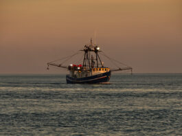 Mexico negotiates embargo on shrimp fishing with US