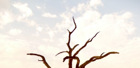 COP26 “No hay que esperar al 2050 para la carboneutralidad”: senadora Rosa Gálvez