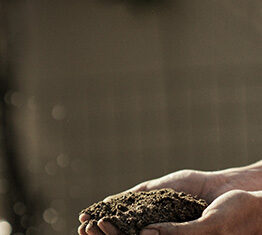 FAO calls for urgent action on sustainable soil management