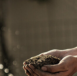 FAO calls for urgent action on sustainable soil management