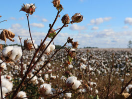 Bolivia boosts cotton production