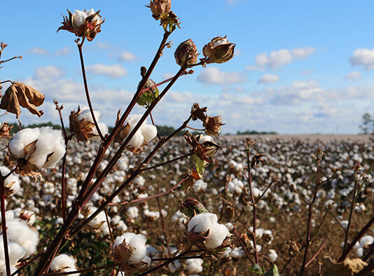Bolivia boosts cotton production