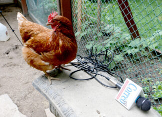 Consulta pública en Toronto sobre el programa de gallinas en las casas