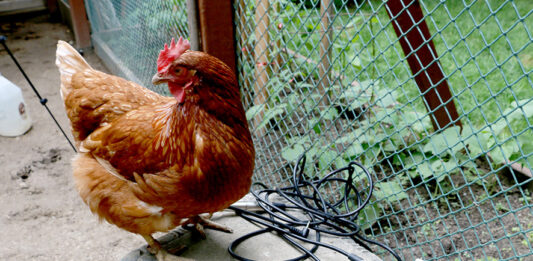 Consulta pública en Toronto sobre el programa de gallinas en las casas