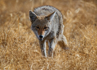 Recuerdan a los residentes que no deben alimentar a los coyotes