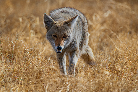 Recuerdan a los residentes que no deben alimentar a los coyotes
