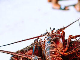 Nicaragua expects to export lobster to European Union countries