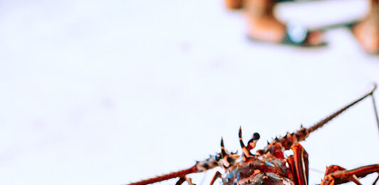 Nicaragua expects to export lobster to European Union countries