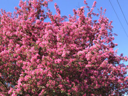 Toronto escogerá su árbol