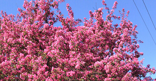 Toronto escogerá su árbol
