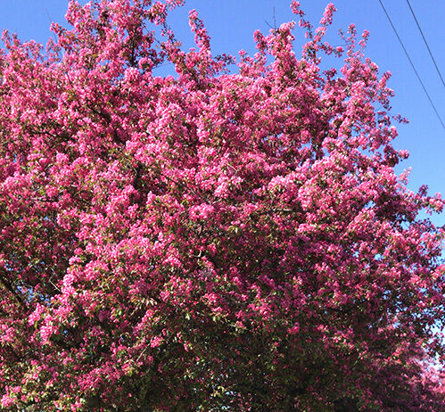 Toronto escogerá su árbol