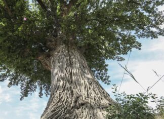 Toronto ya tiene su árbol: el roble