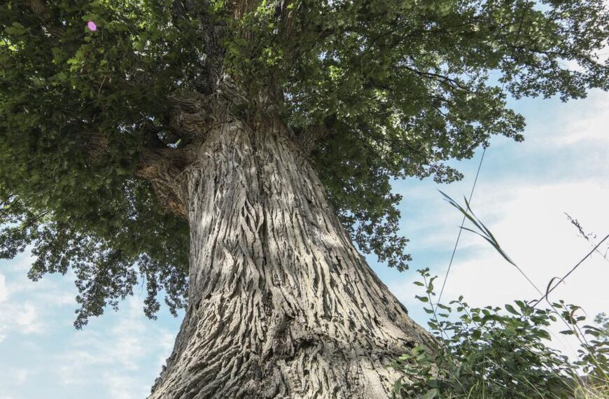Toronto ya tiene su árbol: el roble
