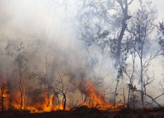 Crecen delitos ambientales en Panamá