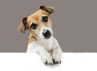 Don’t judge me if I don’t like your dog.