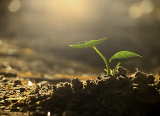 Mississauga atacó ejército invasor.