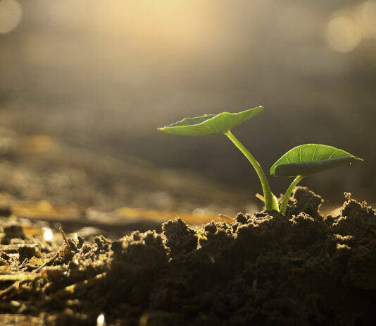 Mississauga atacó ejército invasor.