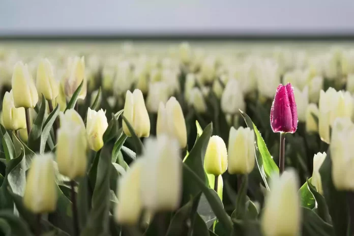 in-late-april-through-early-may-the-tulip-fields-in-the-netherlands-colourfully-burst-into-full-bloom-fortunately-there-are-hundreds-of-flower-fields-dotted-throughout-the-dutch-countryside-which