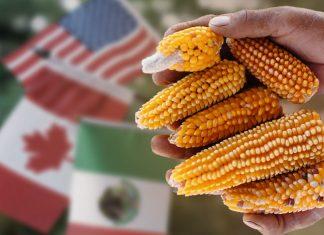 Canadá se suma a EEUU contra México en disputa por maíz transgénico