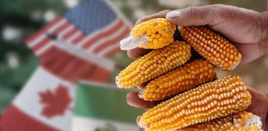Canadá se suma a EEUU contra México en disputa por maíz transgénico