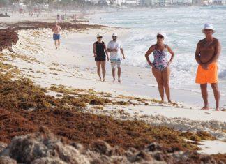 Nuevas enfermedades causadas por bacterias en las masas de sargazos