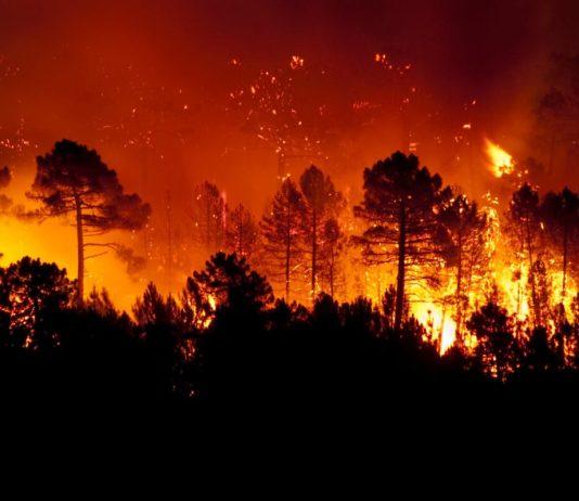 Solidaridad crece ante incendios forestales que azotan Canadá