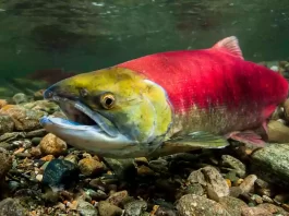 El salmón canadiense: sabor y salud para la cocina