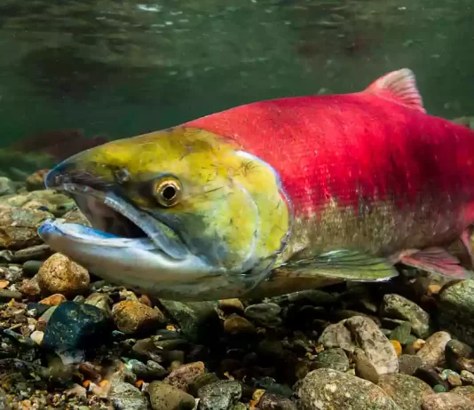 El salmón canadiense: sabor y salud para la cocina