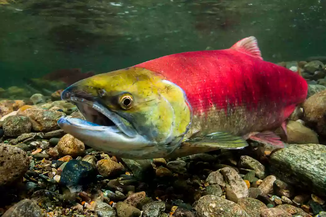 El salmón canadiense: sabor y salud para la cocina | Correo Canadiense