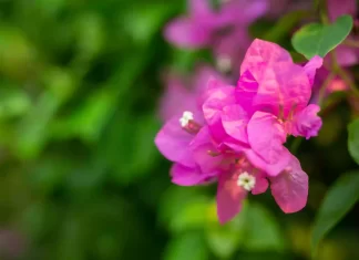 Lo que me enseñó mi buganvilla sobre soltar